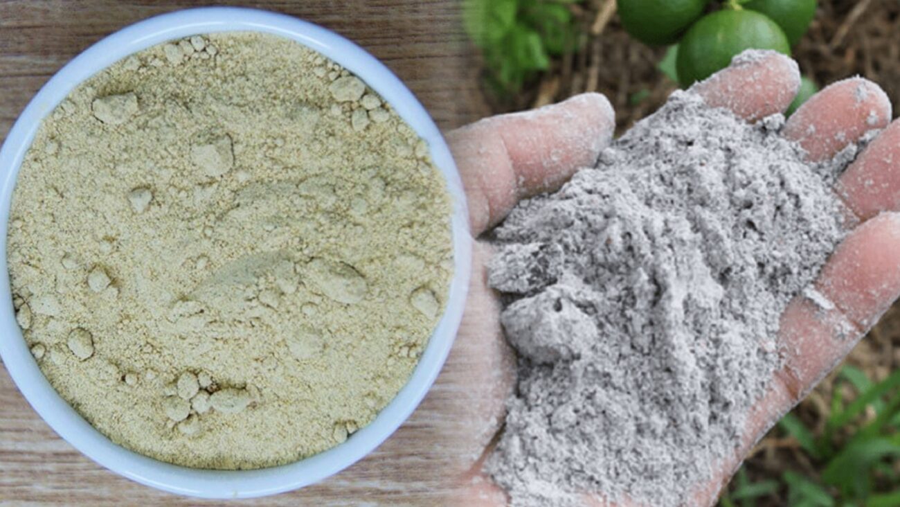 Городники розповіли, чим восени обробити ґрунт від цибулевої мухи 