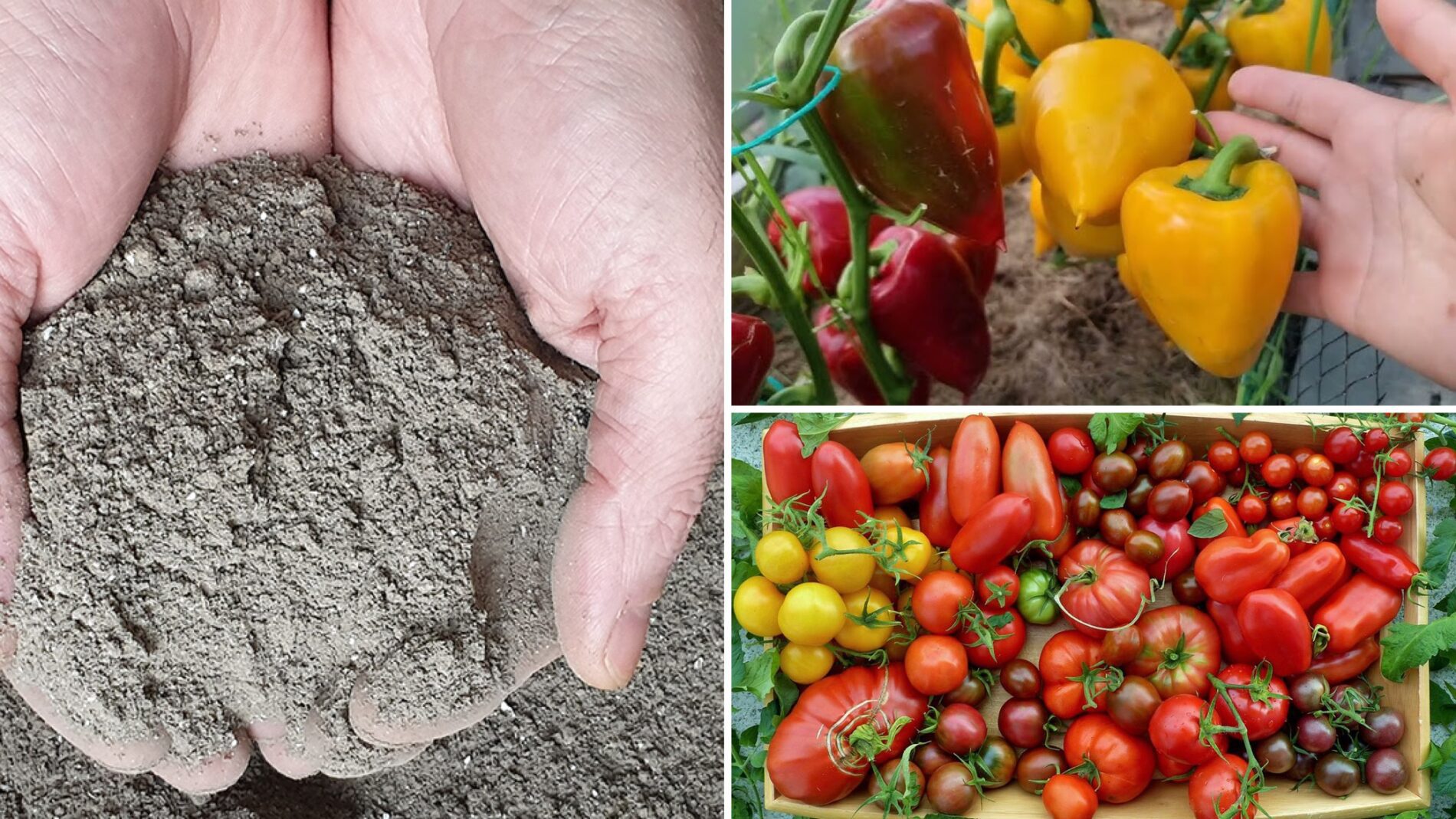 Городники розповіли, навіщо розводити золу столовим оцтом 