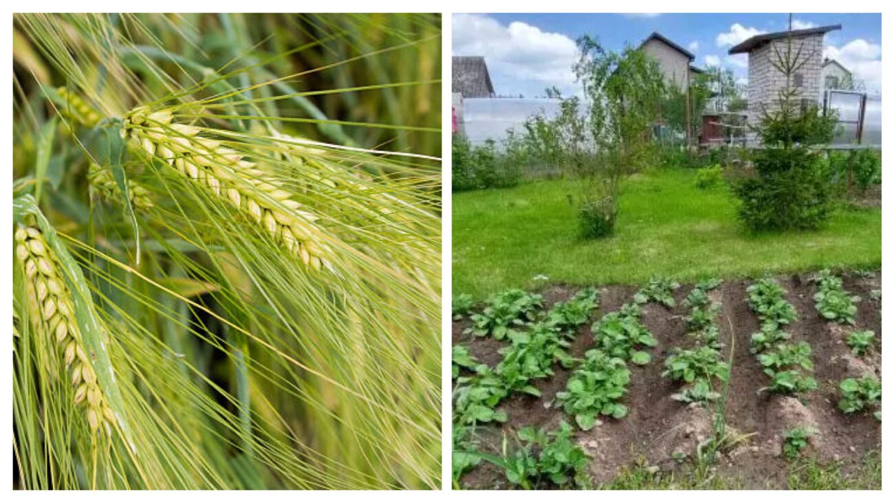 Городники розповіли, який сидерат заміняє перегній і компост  