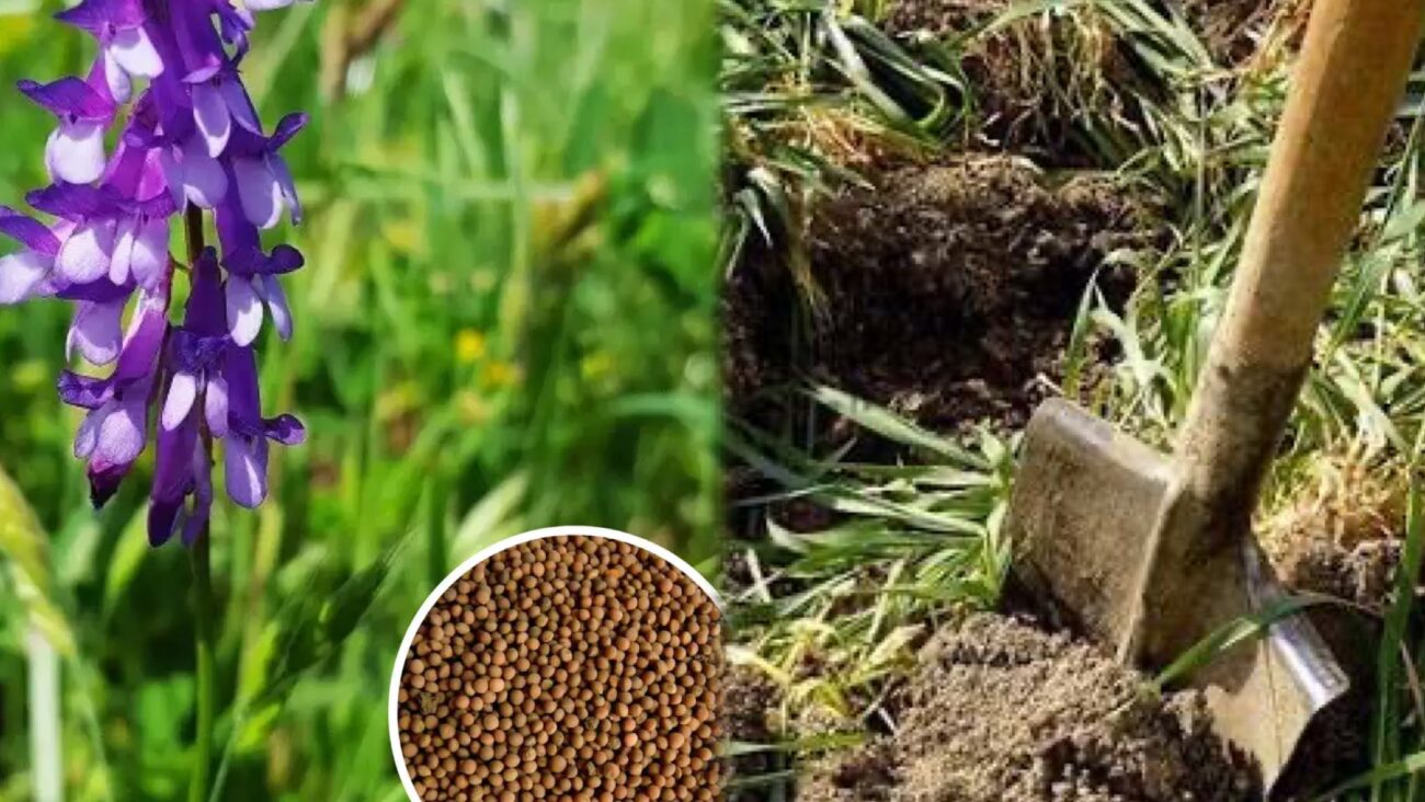 Городники розповіли, яка рослина може пригнічувати ріст бурʼянів 