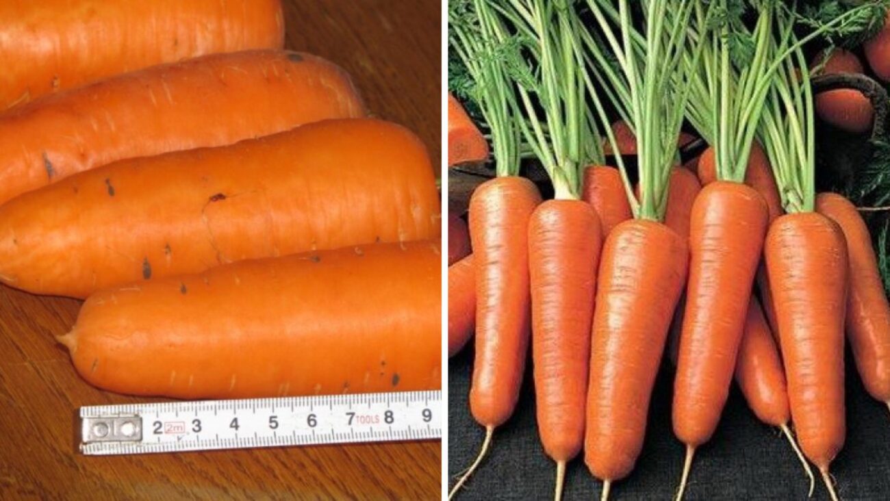 Городники розповіли, які 4 сорти моркви посадити у 2026 році 