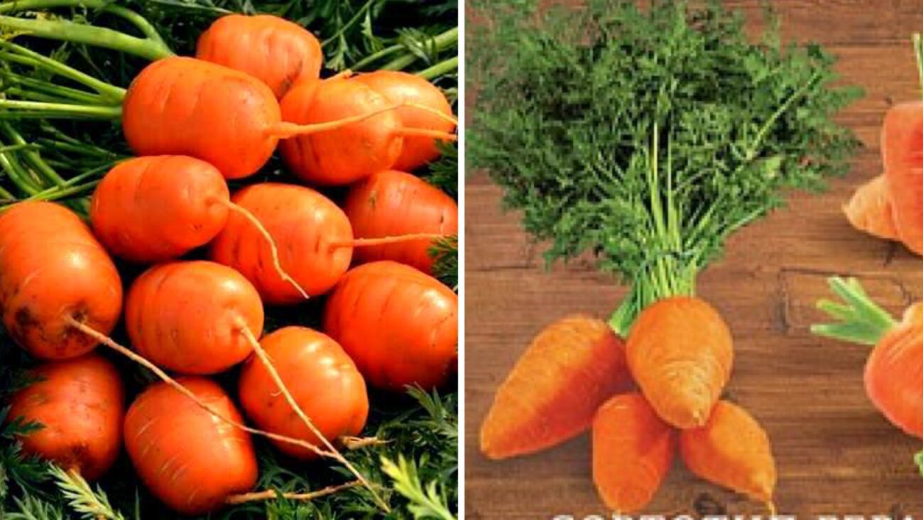 Городники розповіли, які 4 сорти моркви посадити у 2026 році 