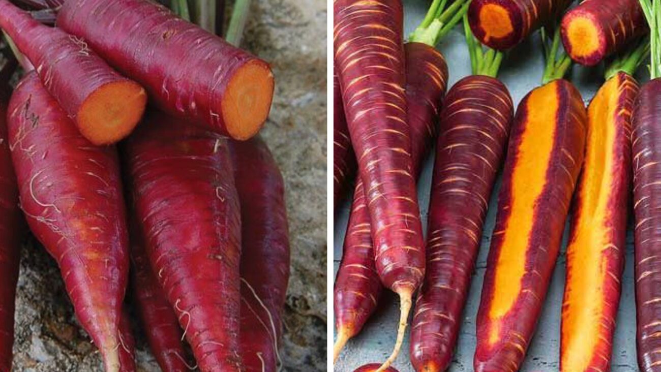 Городники розповіли, які 4 сорти моркви посадити у 2026 році 