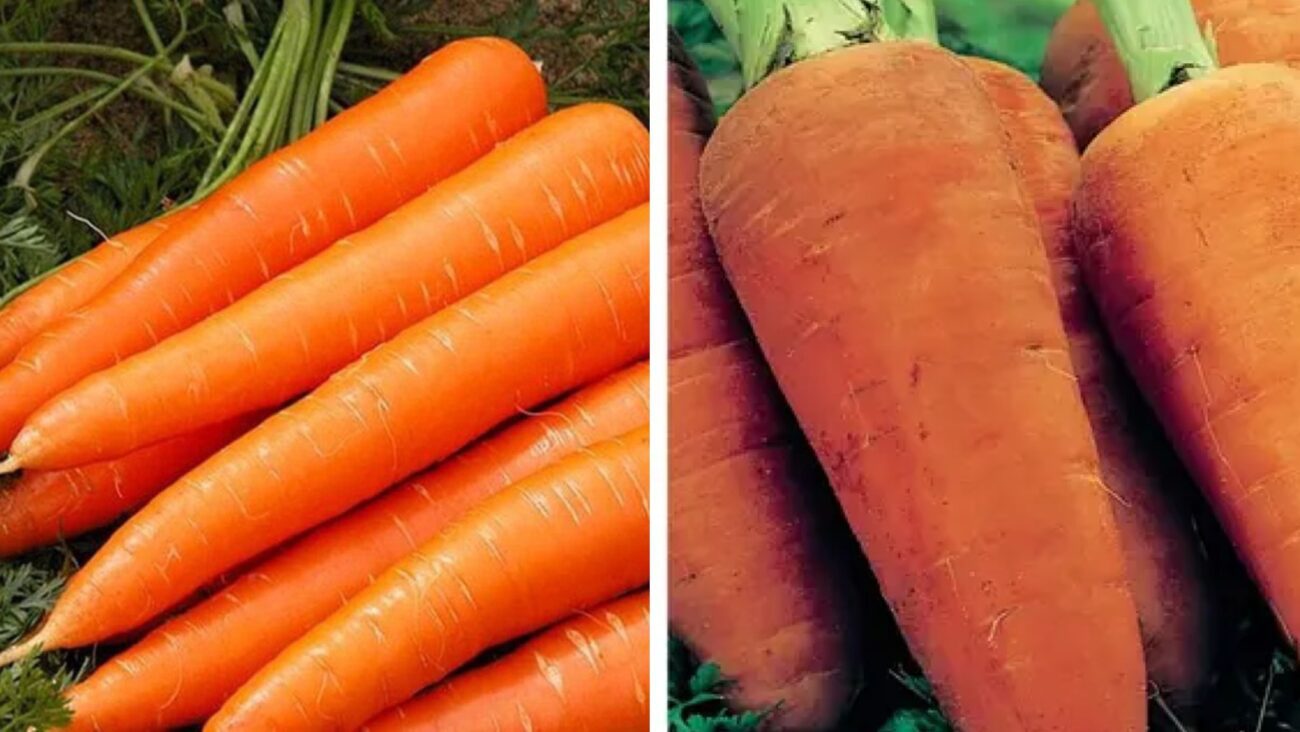 Городники розповіли, які 4 сорти моркви посадити у 2026 році 