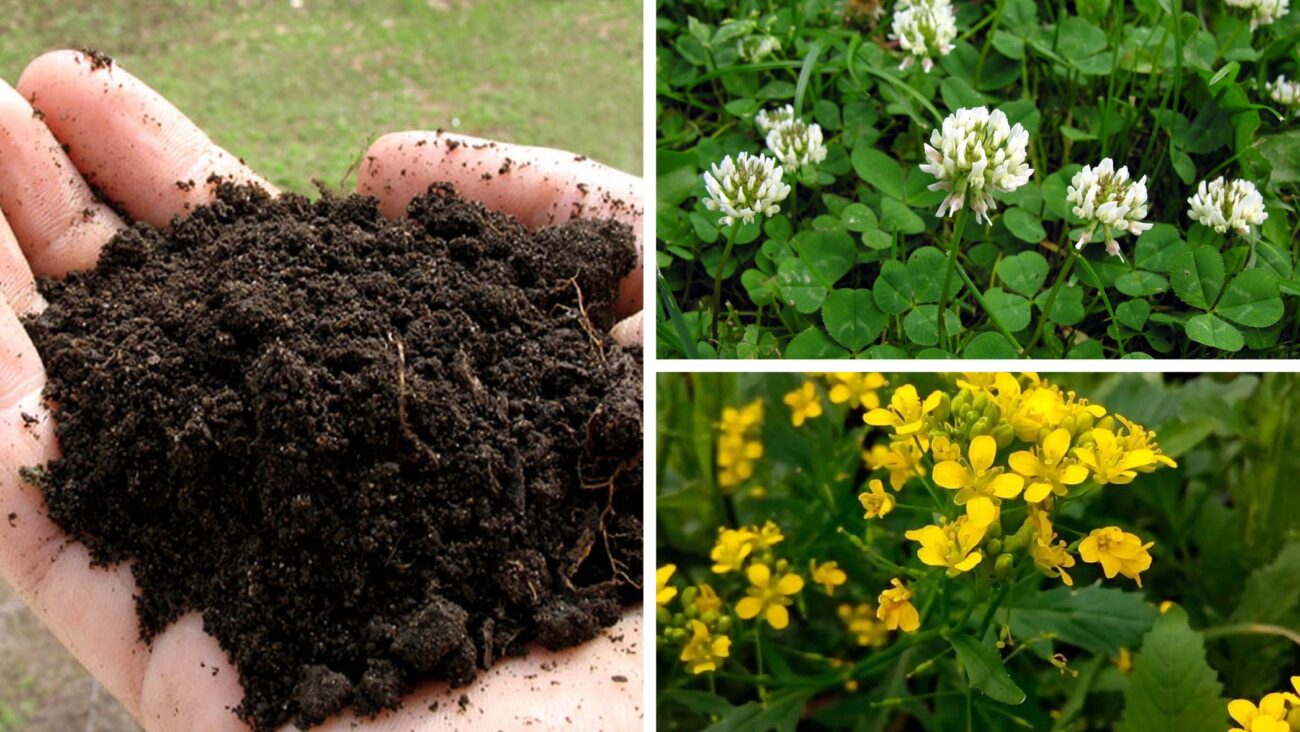 Городники розповіли, які сидерати збільшують родючість ґрунту 