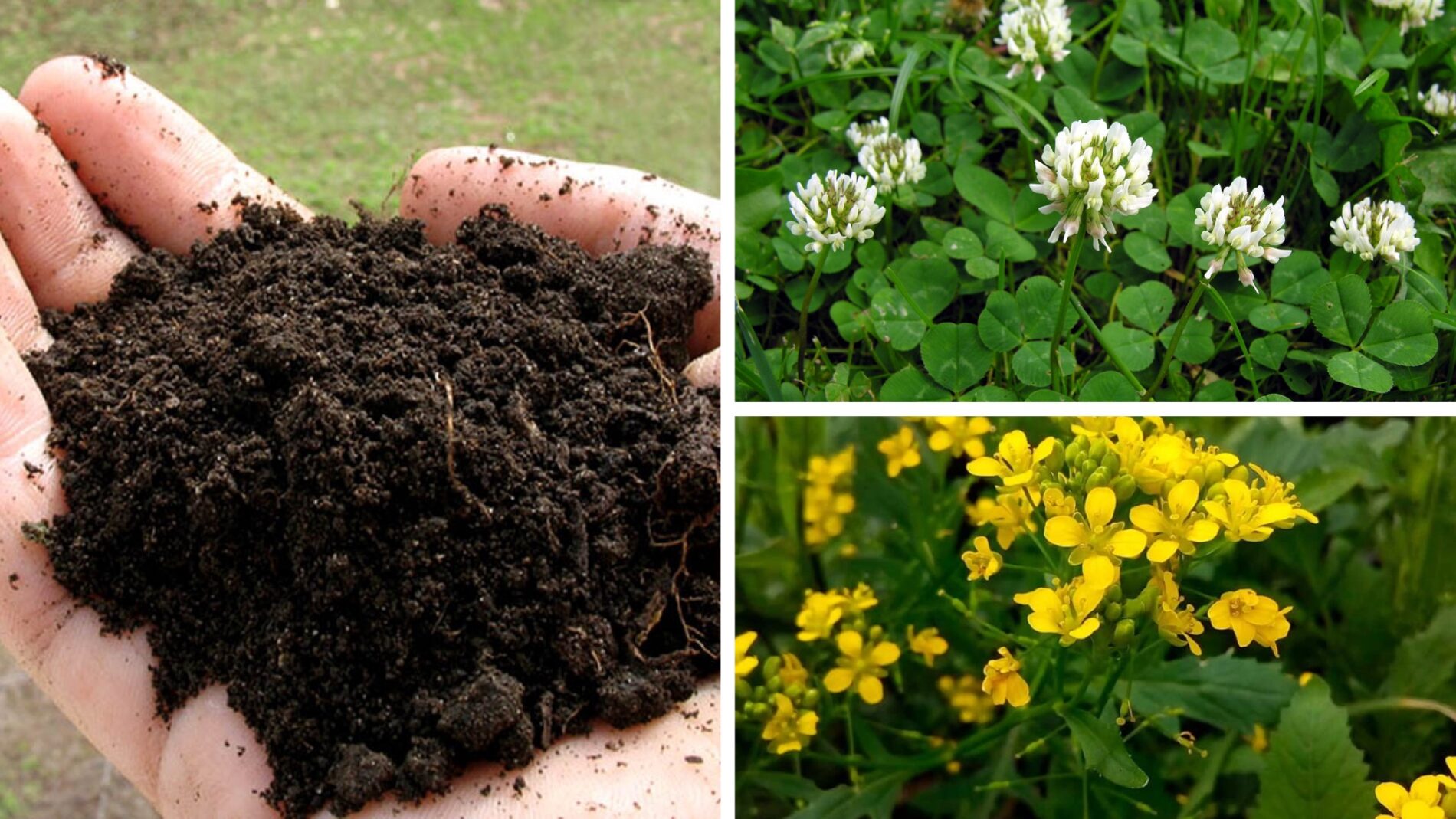 Городники розповіли, які сидерати збільшують родючість ґрунту 
