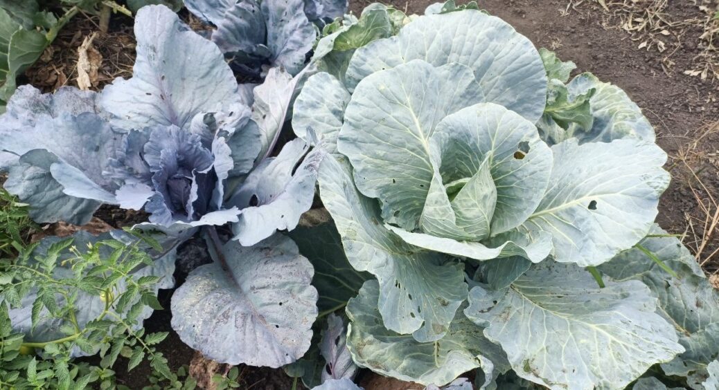 Після капусти – обов’язково: поливаю грядку 1 розчином від слимаків. Ґрунт відновлюється до стану чорнозему 