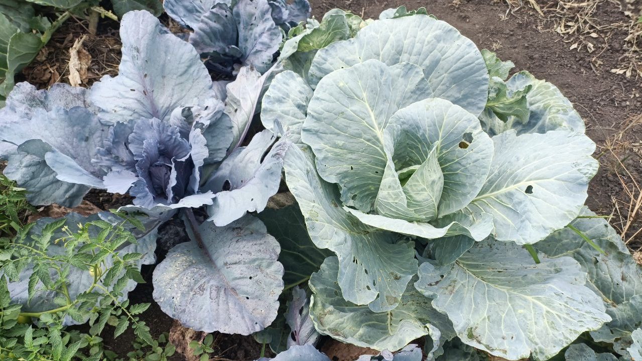 Городники розповіли, як влітку боротися з білокрилкою на капусті