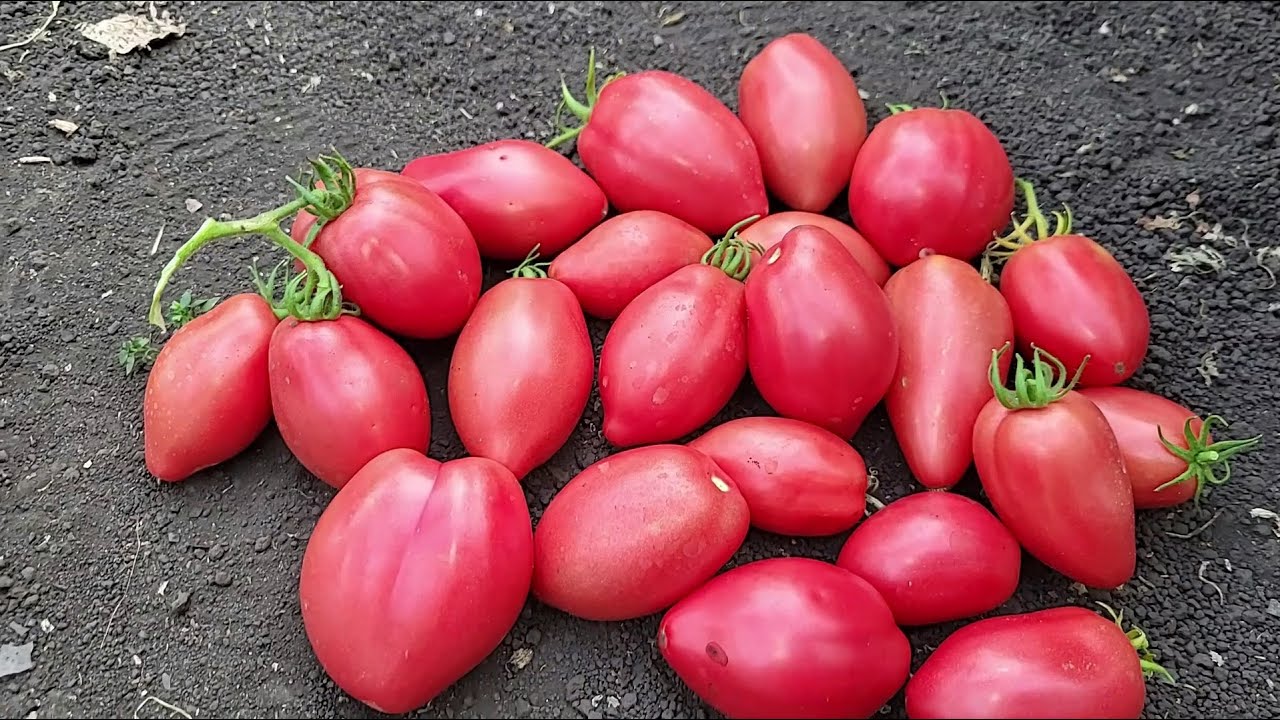Городники розповіли, як продовжити плодоношення томатів до кінця вересня