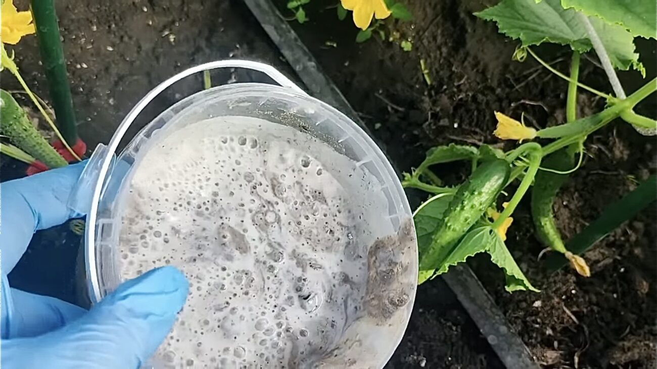 Городники розповіли, як приготувати ефективне універсальне добриво 