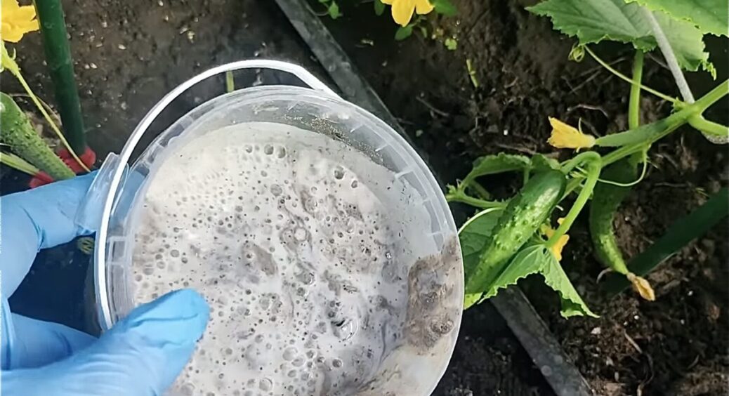 Дорогі добрива – “цирк” для новачків: 10 грамів + 1 столова ложка на 10 літрів і поливаю все, що росте 