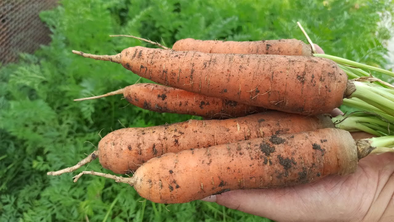 Городники розповіли, які три сорти моркви зарекомендували себе в цьому сезоні  