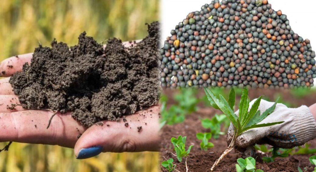 Добриво коштує 5 копійок, а ґрунт після нього – пухкий, як перина: ніяких бур’янів без гербіцидів і гною 