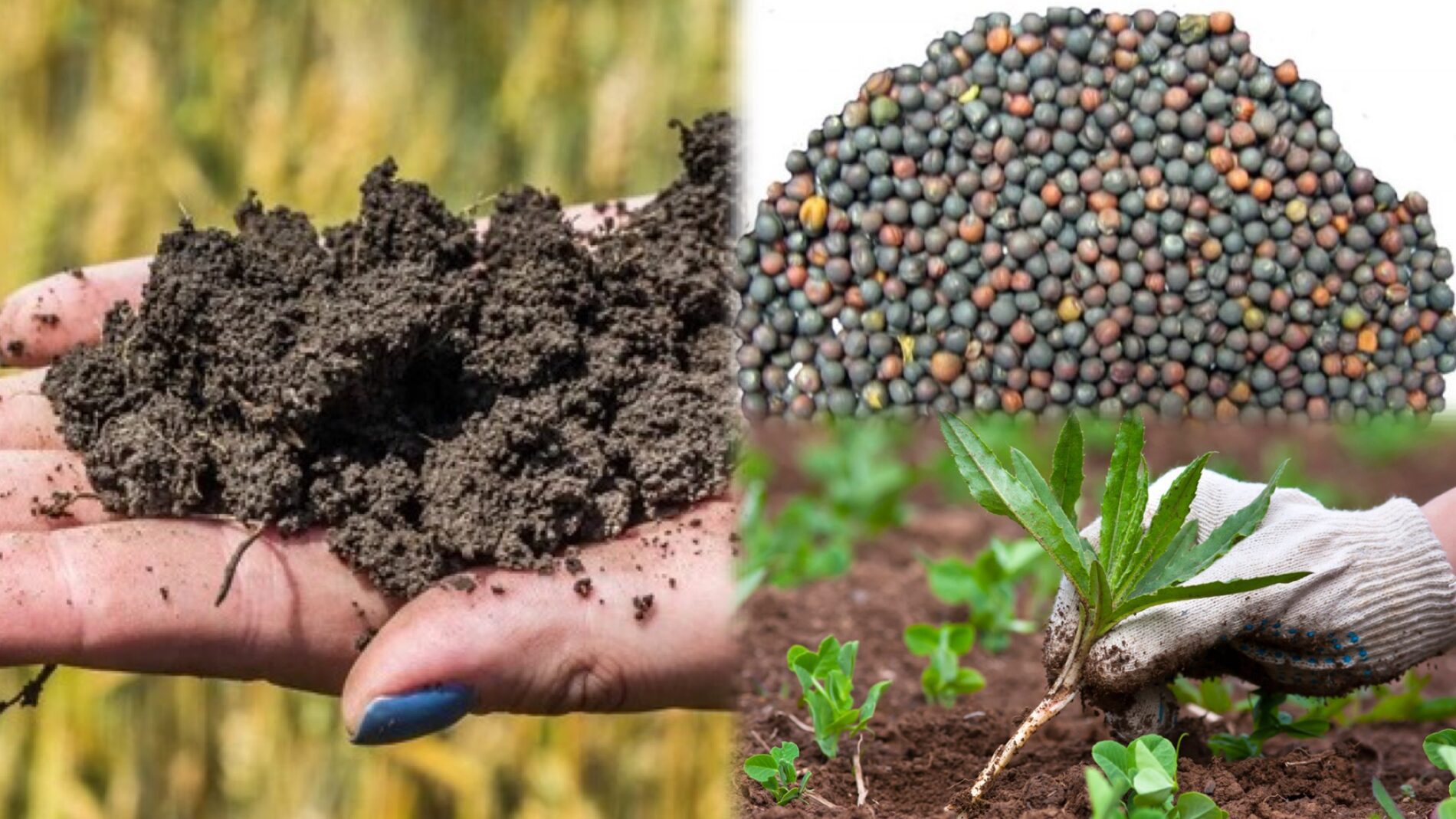 Городники розповіли, який засіб розпушує ґрунт і пригнічує бурʼяни 