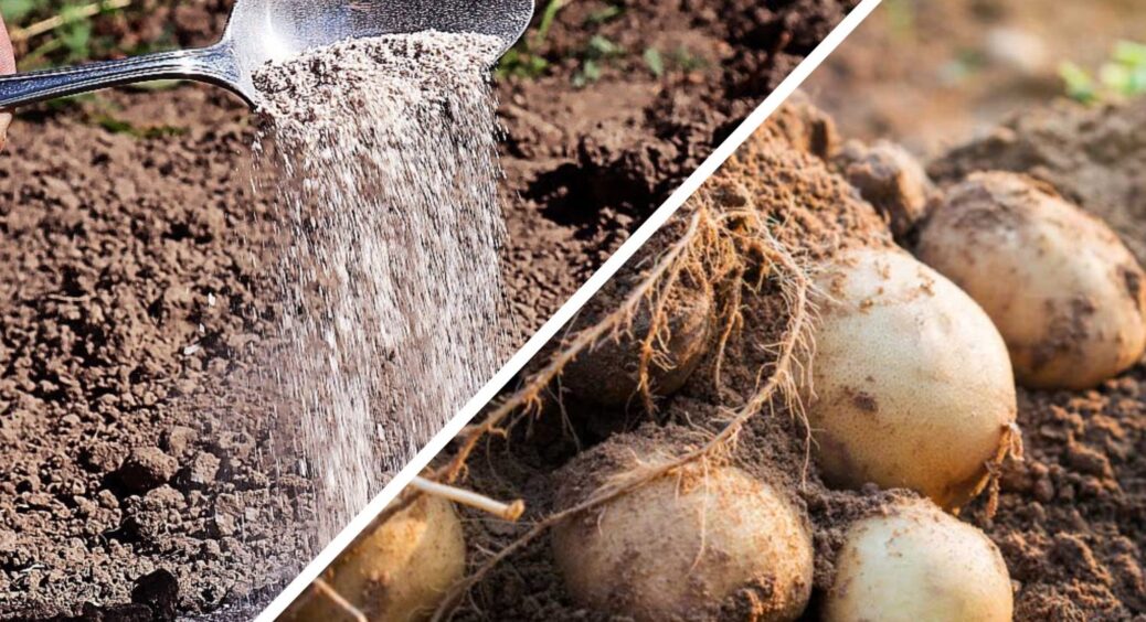 Осінню зранку роблю стабільно 1 раз на 3 роки – після цього врожай картоплі зростає рекордно на 50-60% 