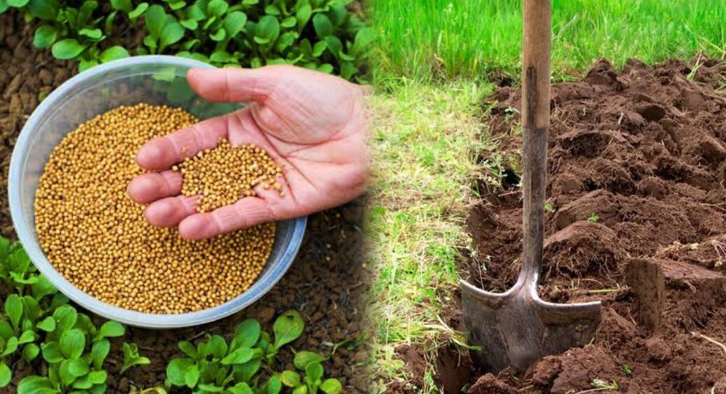 Ще моя прабабуся так удобрювала землю після збору врожаю: засіб майже нічого не коштує, а ґрунт — чорнозем 