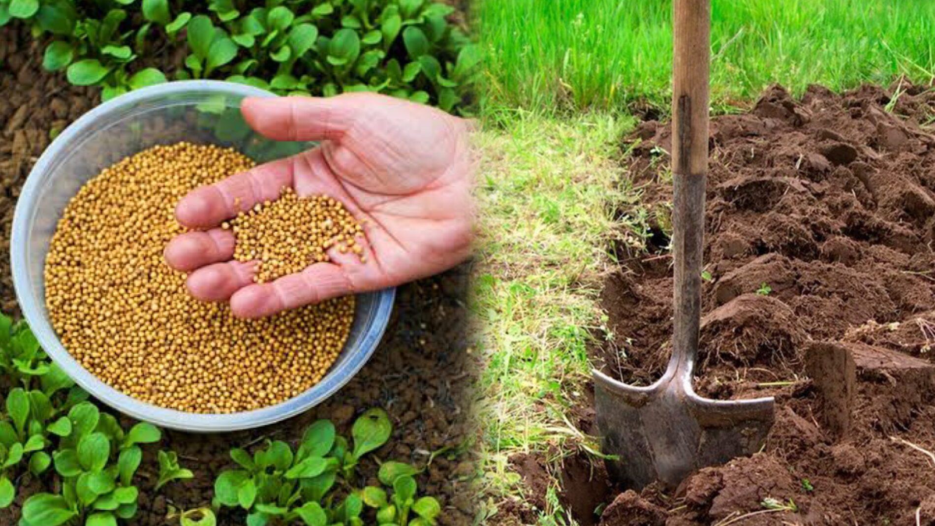 Городники розповіли, чим можна підвищити родючість ґрунту 