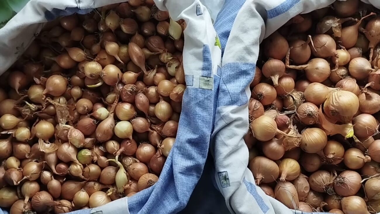 Городники розповіли, чим обробити озиму цибулю перед висадкою