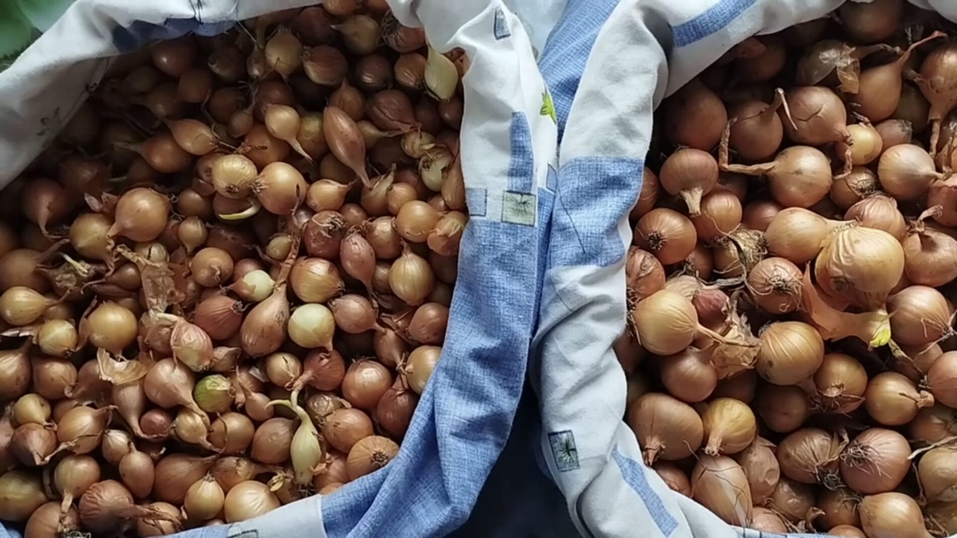 Городники розповіли, чим обробити озиму цибулю перед висадкою