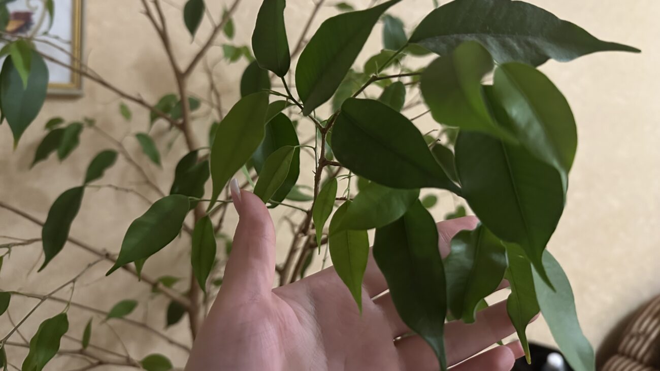 Садівники розповіли, чим можна підживити кімнатний фікус 