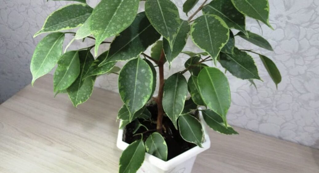 Ніколи не поливаю фікус, поки не побачу цю 1 ознаку: вона підкаже, коли варто зупинитися – бо “втопите” 