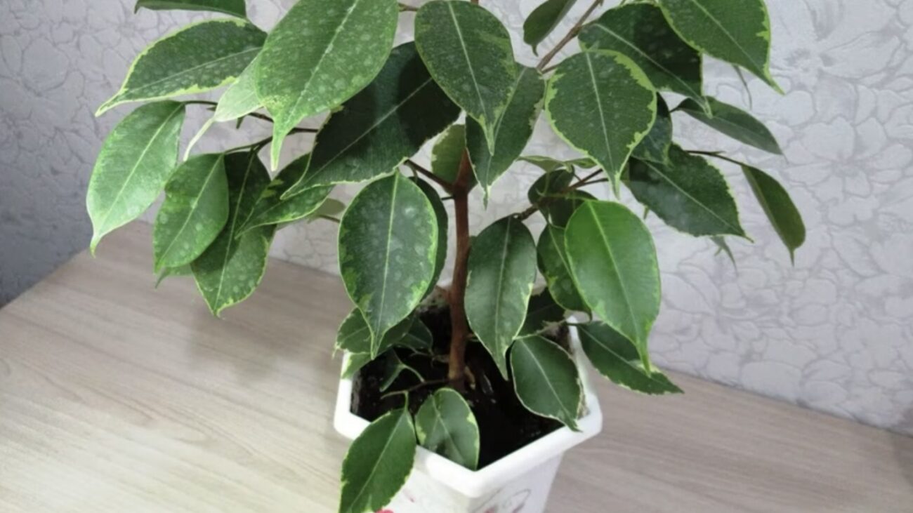 Садівники назвали дієве добриво для активного росту фікуса 