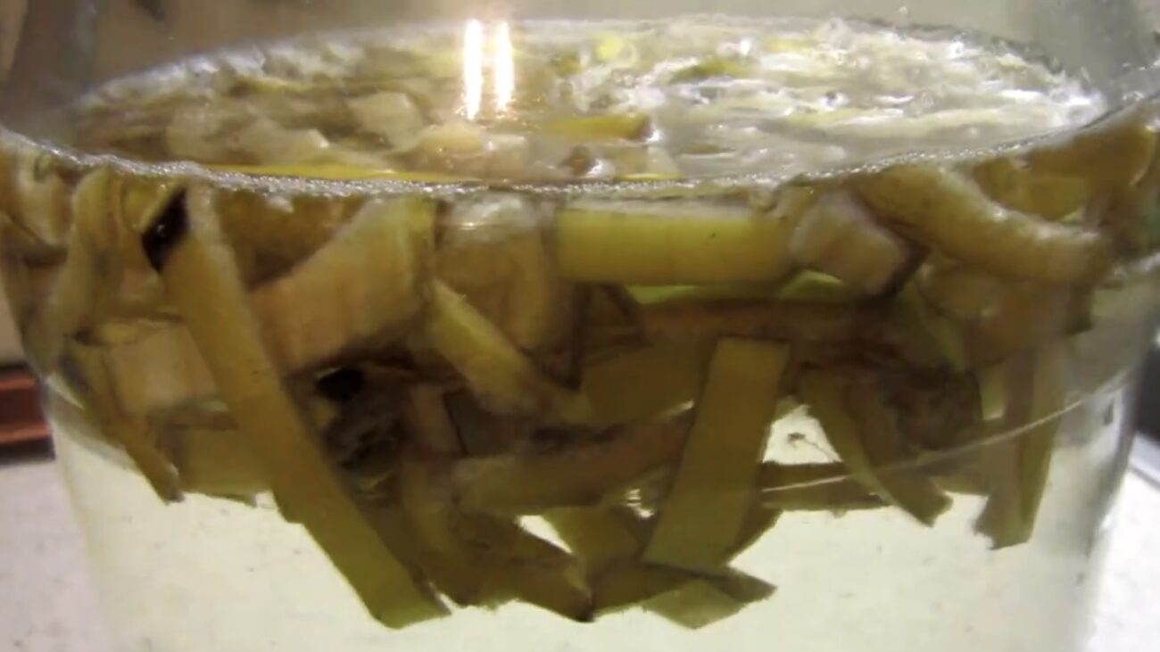 Садівники розповіли, чим можна підживити кімнатний фікус 