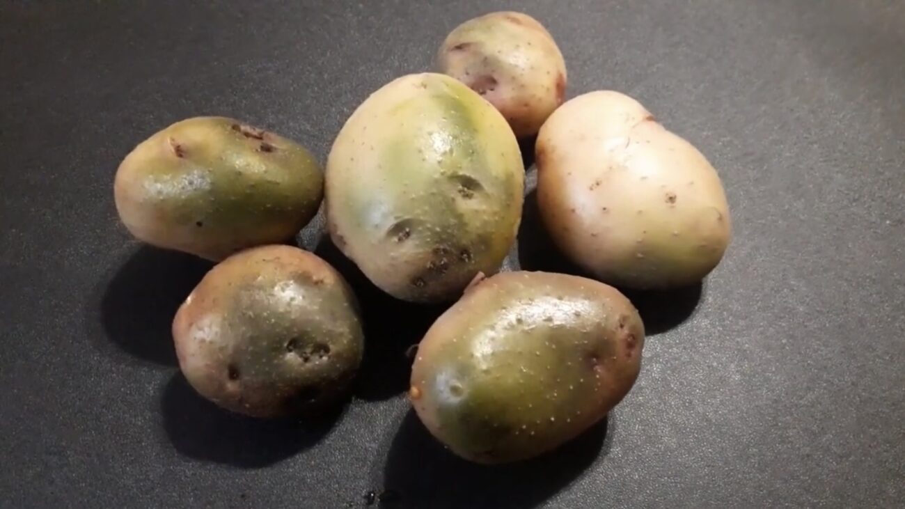 Городники розповіли, що робити, якщо після збору врожаю картопля позеленіла  
