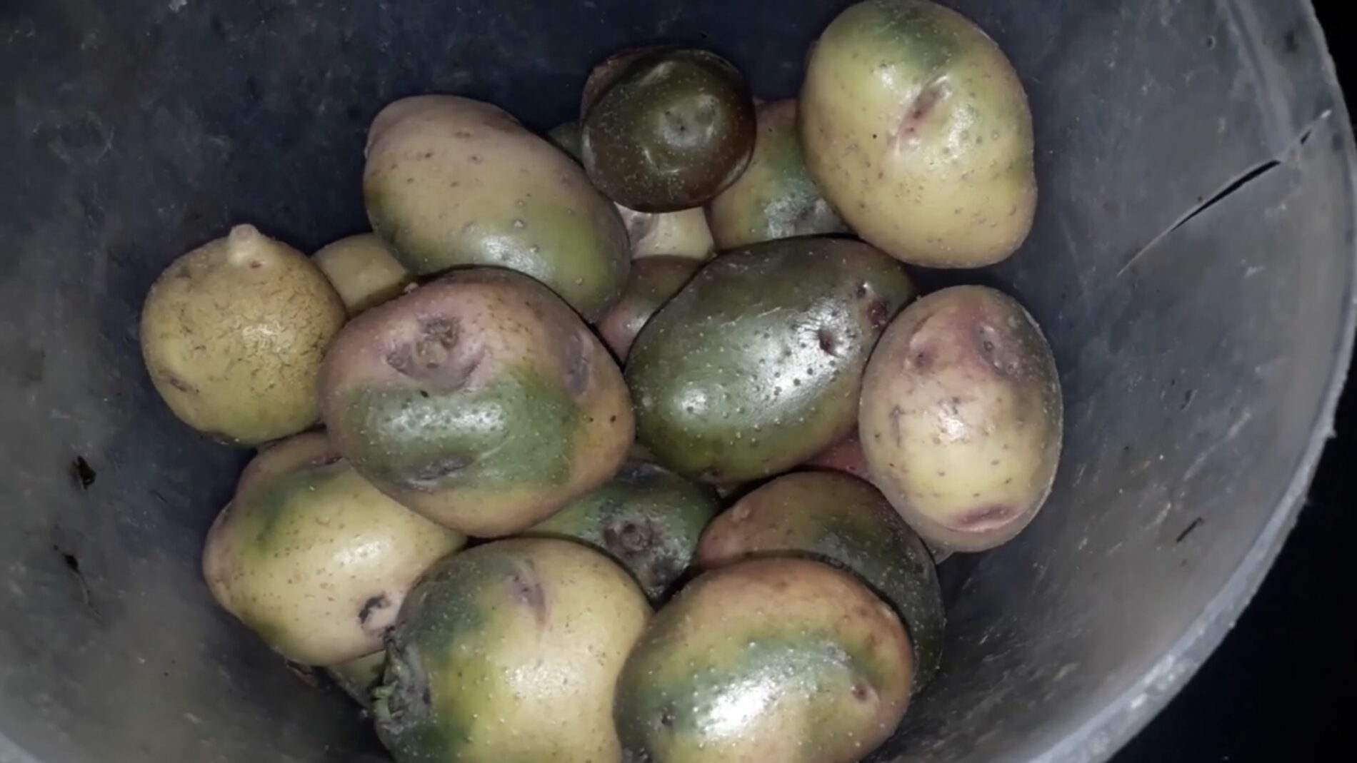 Городники розповіли, що робити, якщо після збору врожаю картопля позеленіла  