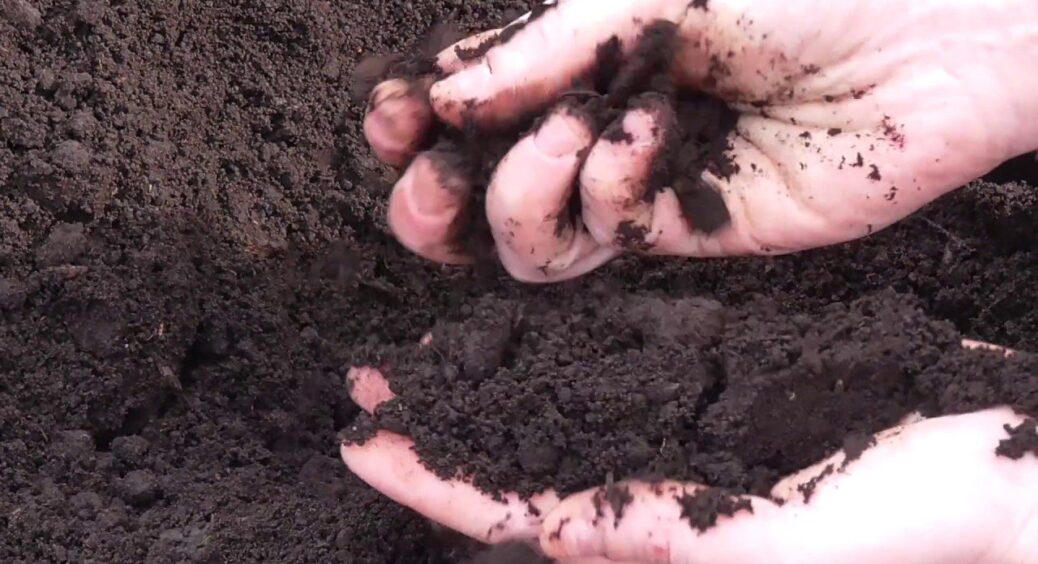 Про оці новомодні добрива не знаю і знати на хочу: сію ЦЕ на городі та додаю в компост. І земля — чорнозем 