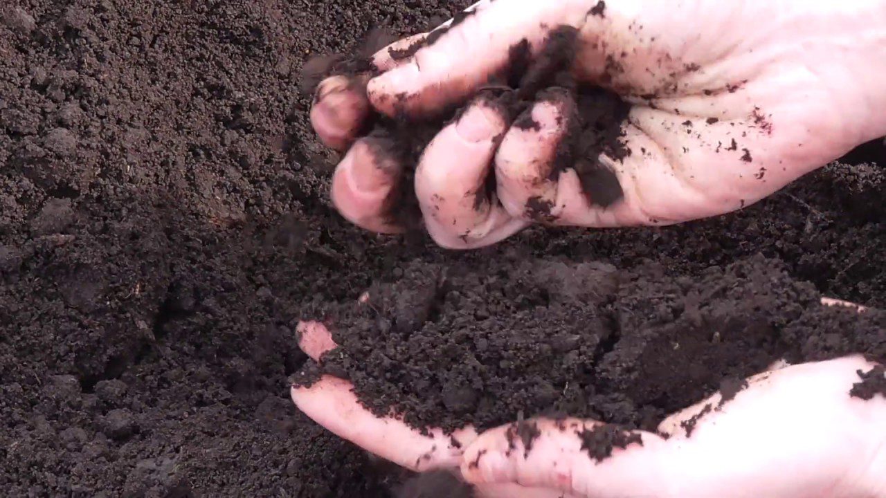 Експерти розповіли, як покращити родючість землі на городі