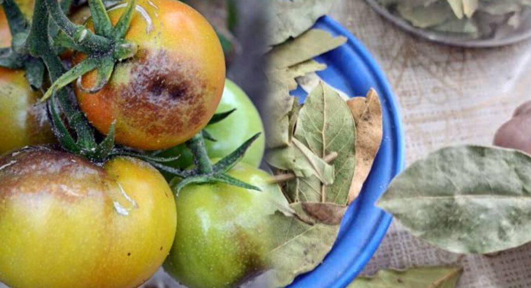 20 грамів лаврового листа і 10 крапель цього: поки у всіх на томатах “загорає” фітофтора, мої — чистенькі 