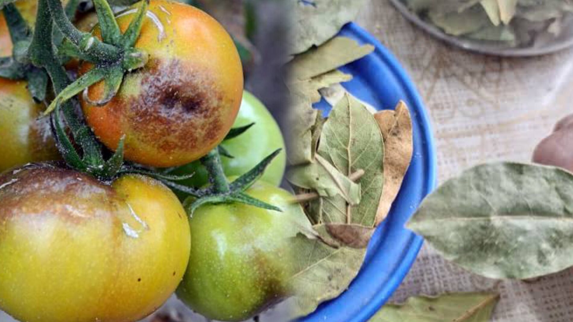 Городники розповіли, як за допомогою лаврового листа зупинити фітофтору 