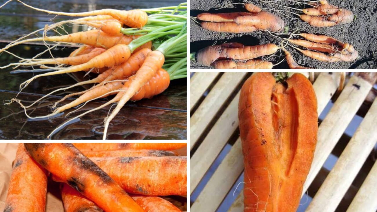 Городники розповіли, через які помилки у догляді морква тріскається 