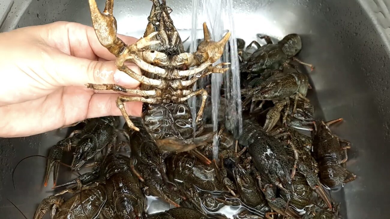 Господині показали рецепт, як варити раків без річного запаху 
