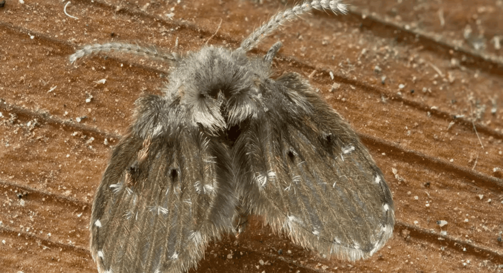 Туалетні метелики “виповзають” з труб як з пекла: окріп не діє – працюють лише корисні бактерії проти них 