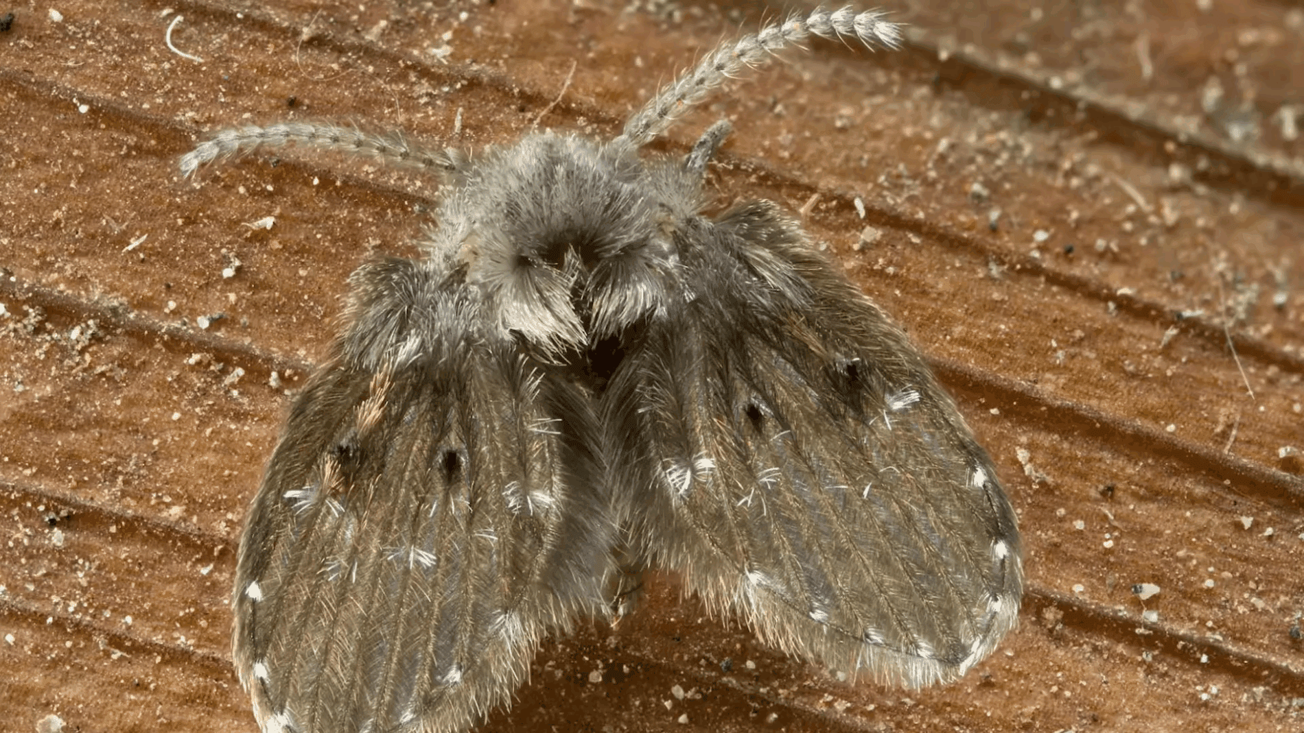  Експерти розповіли, як позбутися 