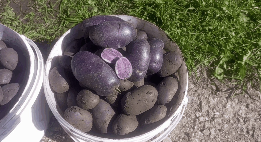 Городники бояться садити цю “космічну” картоплю, а вона дає на 20% більше врожаю за звичайну – пояснюю 