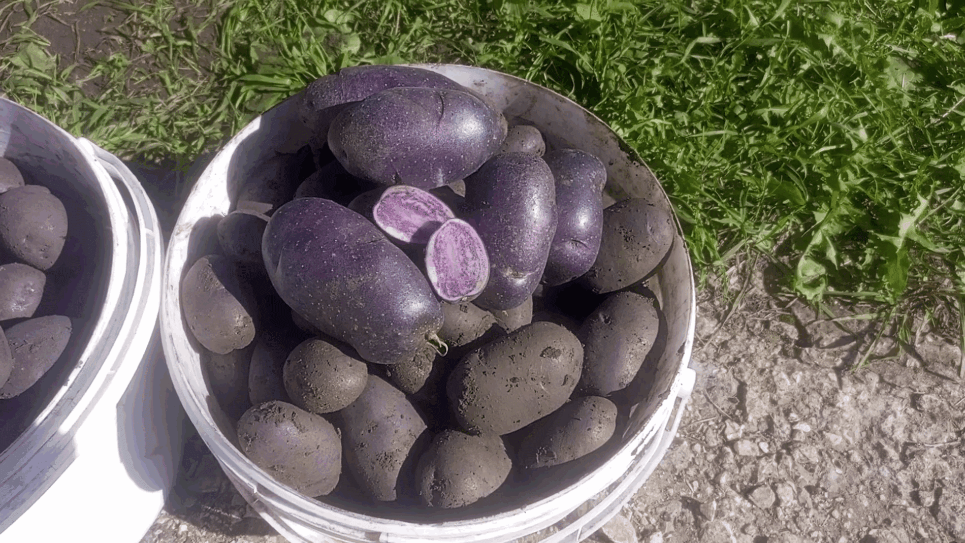 Експерти розповіли про найкращі сорти фіолетової картоплі