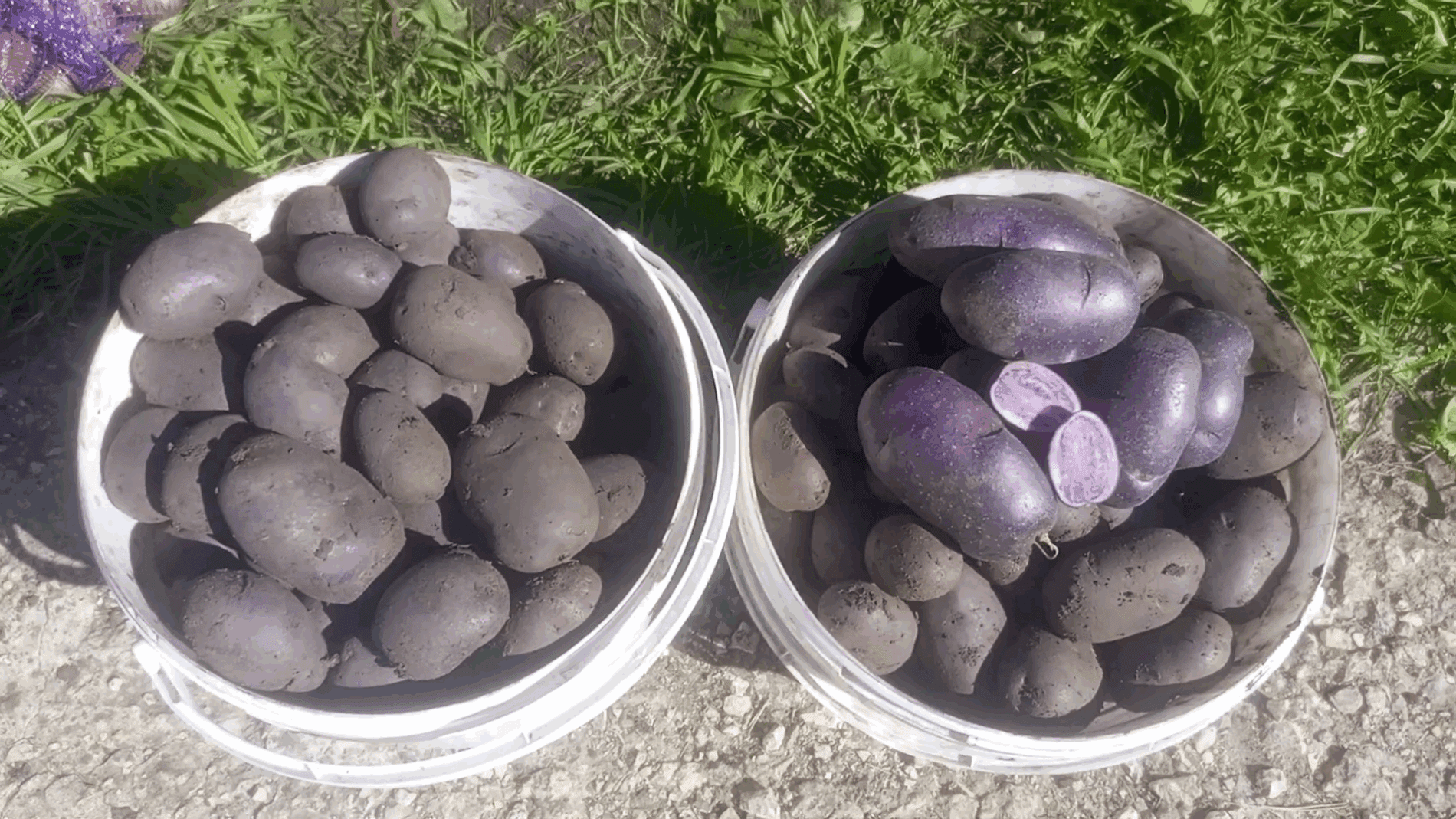 Експерти розповіли про найкращі сорти фіолетової картоплі