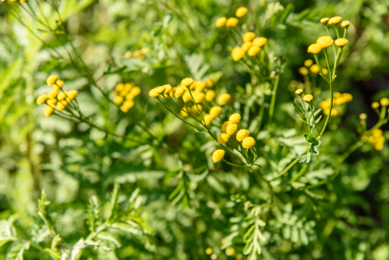 Садівники розповіли, яка рослина відлякує білокрилку, попелицю і плодову міль