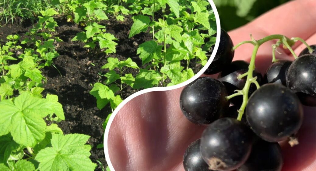 Вношу це добриво “залізно” до 1 жовтня: всього 3 столові ложки на 10 л води – і кущі смородини “сяють” 