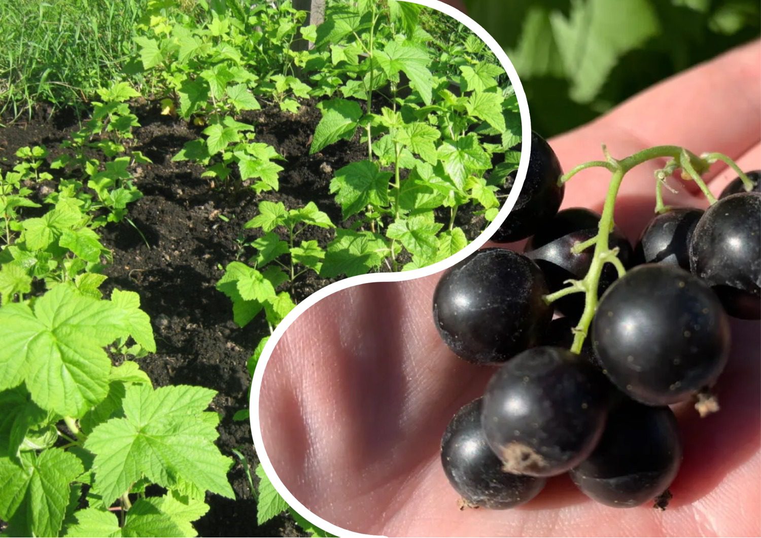 Яке добриво допоможе смородині відновитись