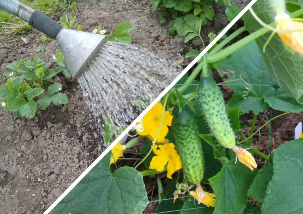 Як правильно поливати огірки