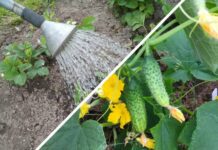 Я зберігаю ці 7 порад баби Каті як дачний скарб: бо після них огірки родять так щедро, що відер не вистачає Городники поділилися секретами вирощування огірків