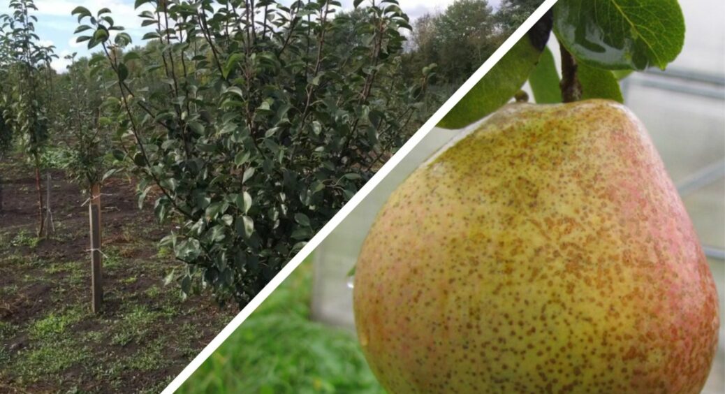 Це не дерево, а Дюймовочка! 1 сорт груші, яка поміститься навіть у найменшому садку: висадила під вікнами 