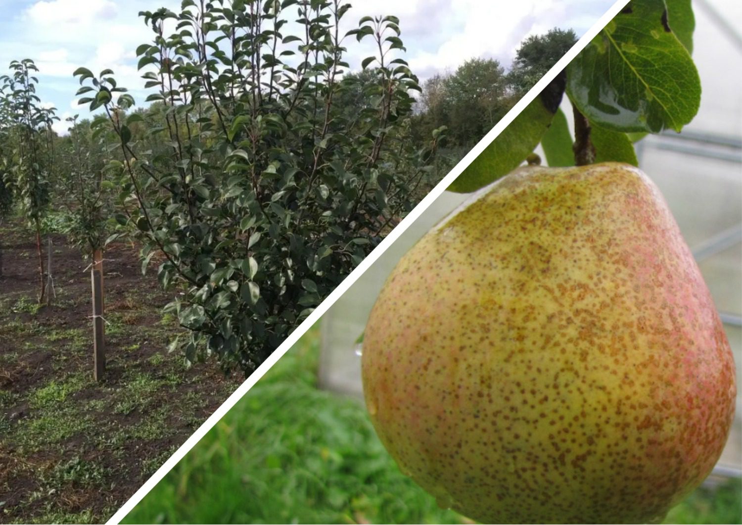 Який сорт груші підійде для маленького саду