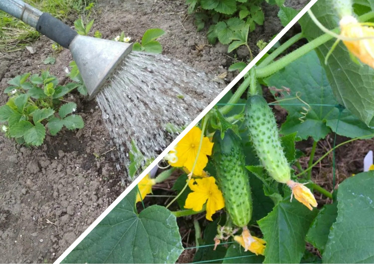 Як правильно поливати огірки