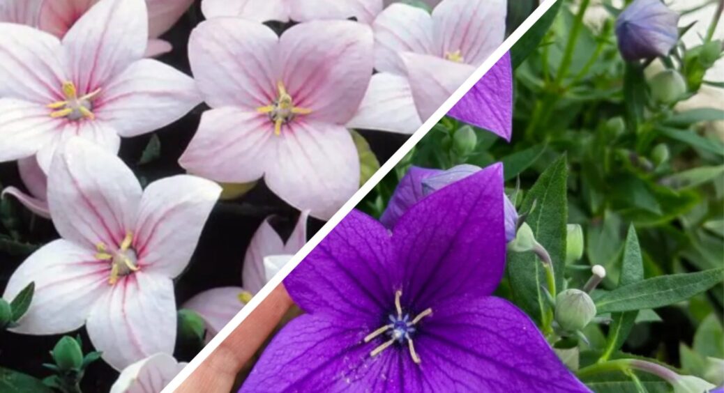 Ділити й пересаджувати – заборонено! 3 багаторічники, які краще не чіпати – і будуть цвісти в 3 рази пишніше 