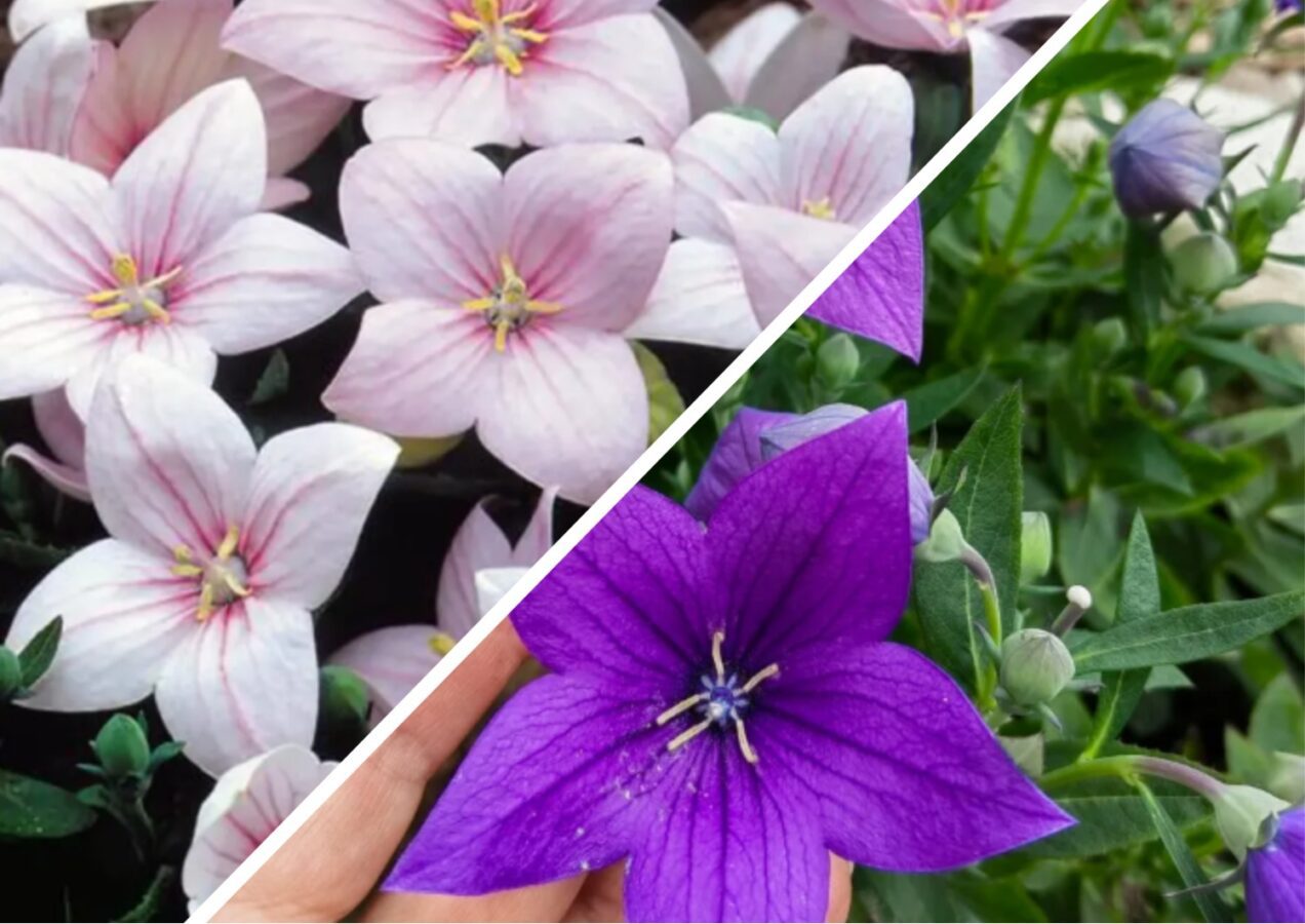 Які багаторічники краще не чіпати восени